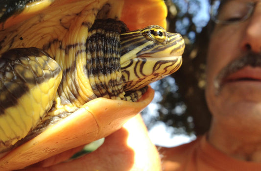 Yellow-bellied turtle