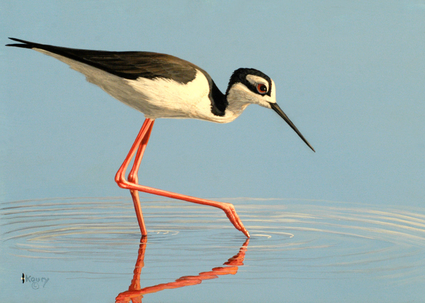 Black Necked Stilt