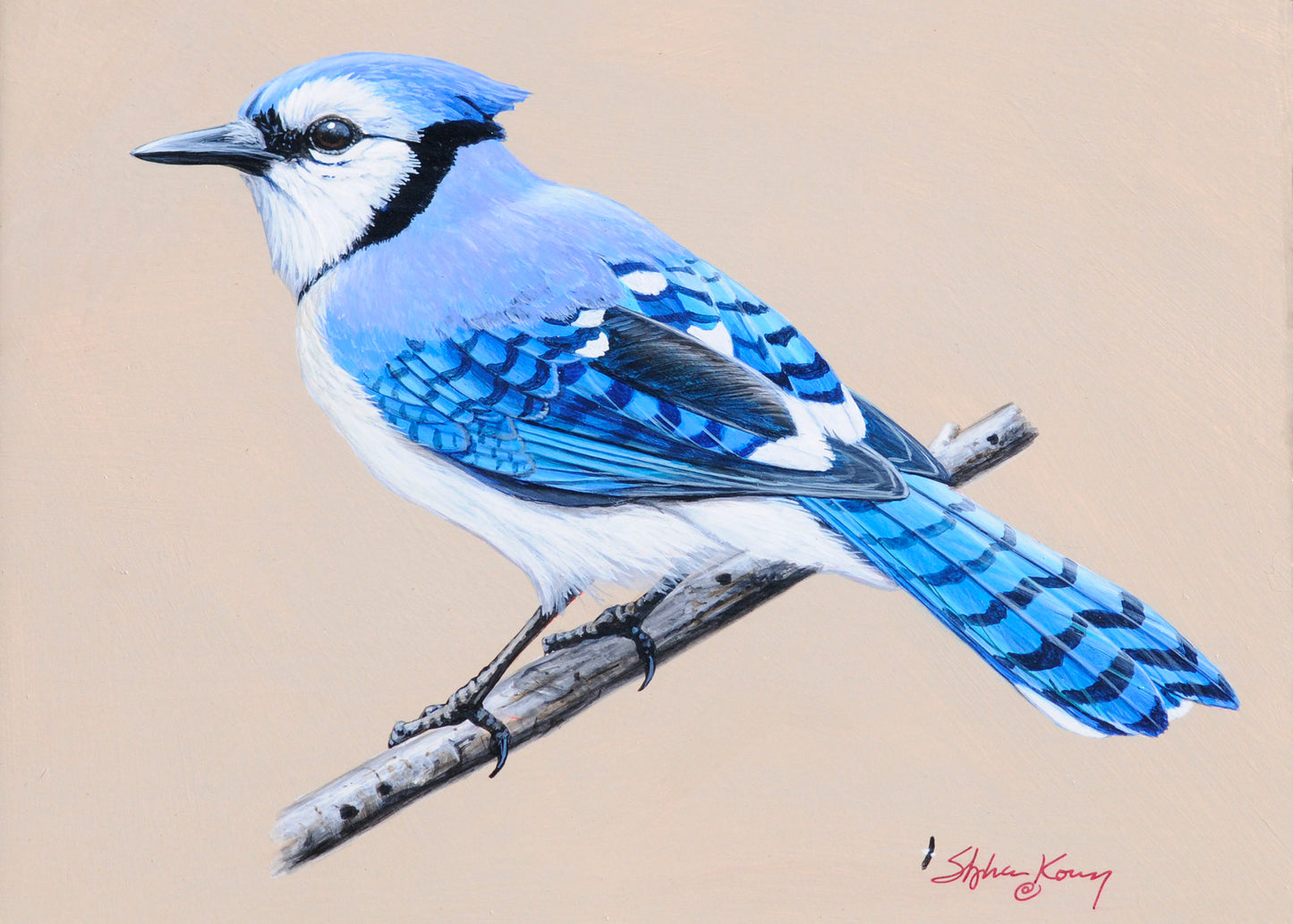 Bluejay