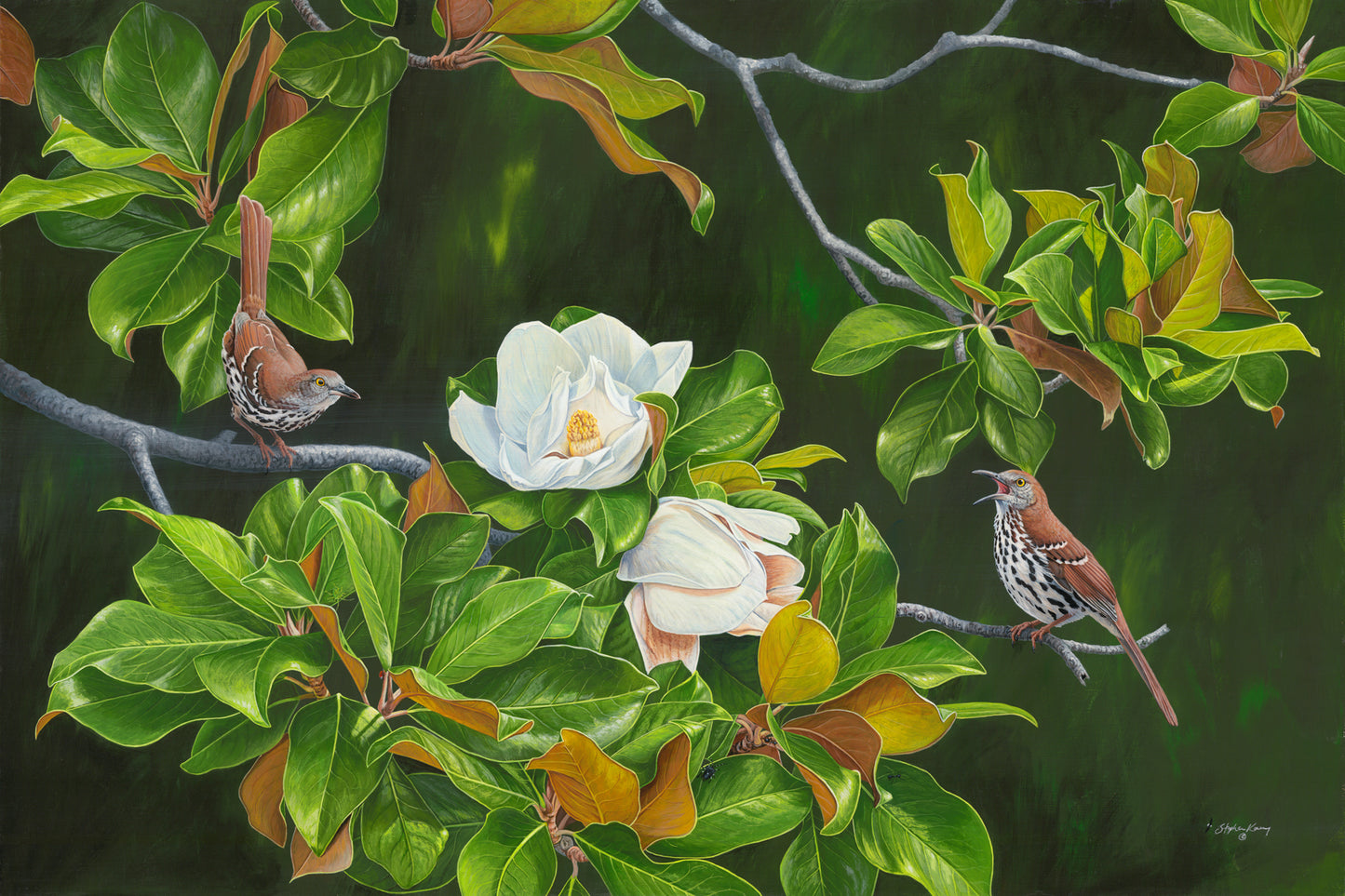 Brown Thrasher Song