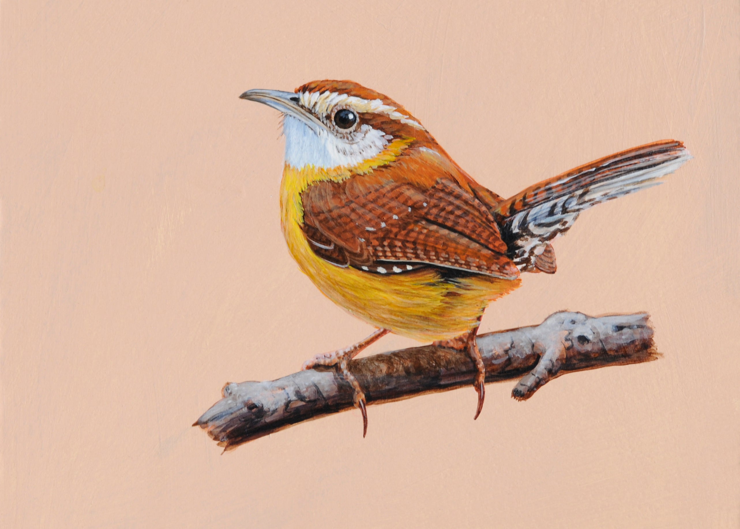 Original buy Watercolor Bird Painting | Carolina Wren Artwork | Illustration | 8''x10''