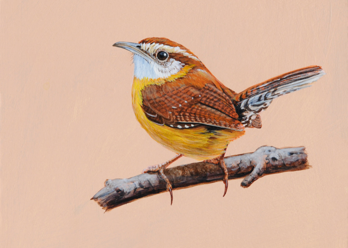 Carolina Wren I