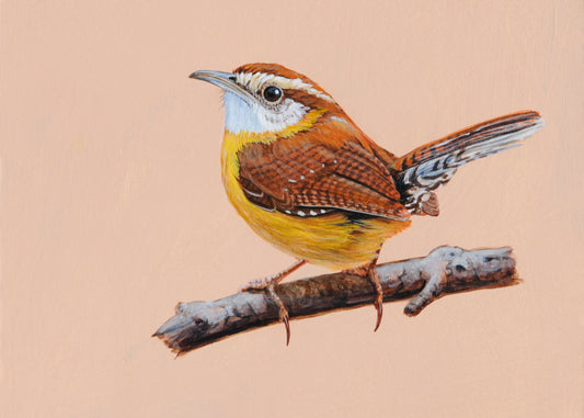Carolina Wren I