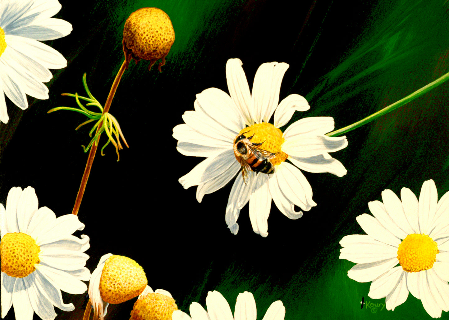 Daisy note cards 5 pack