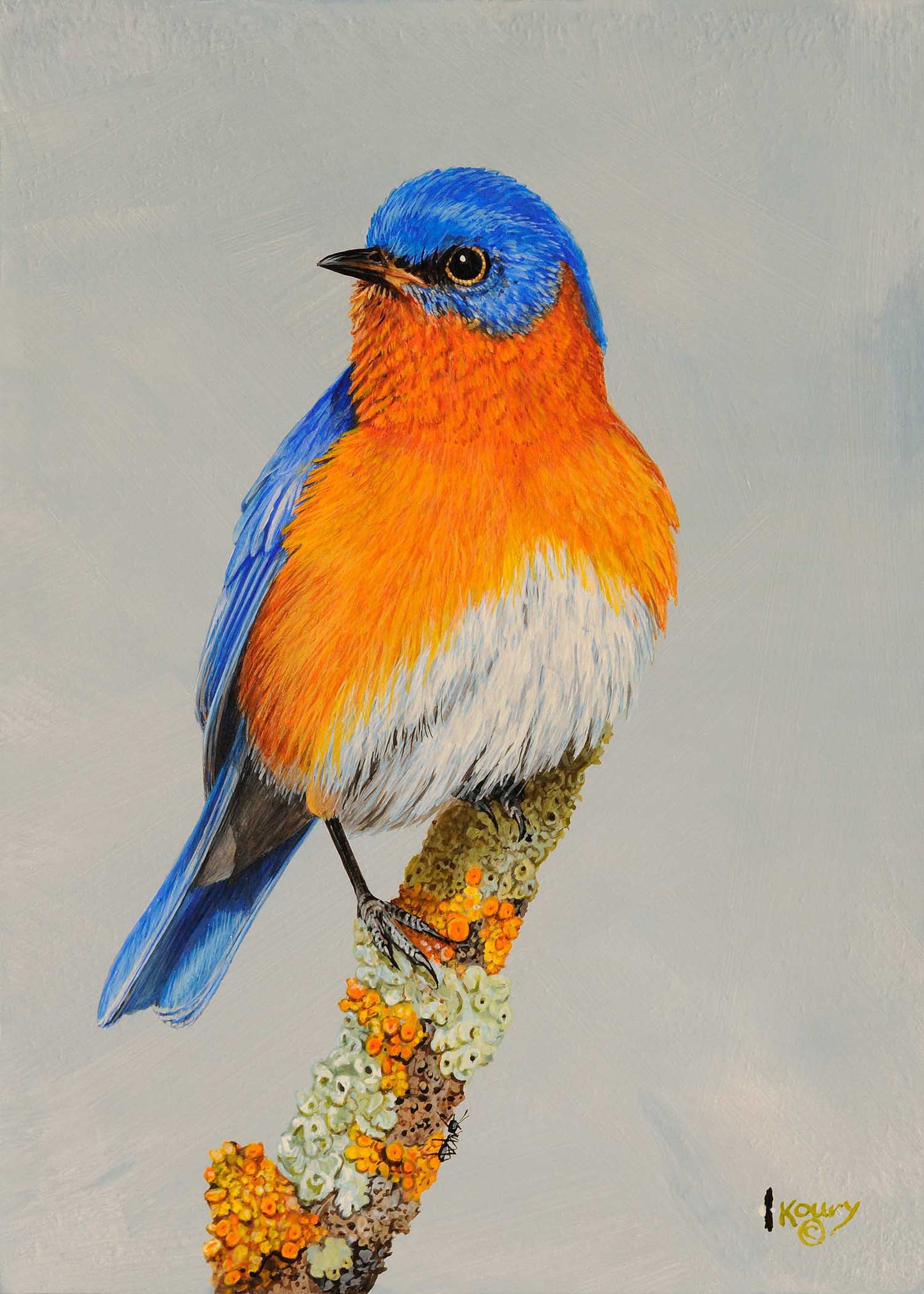 Eastern Bluebird note cards 5 pack