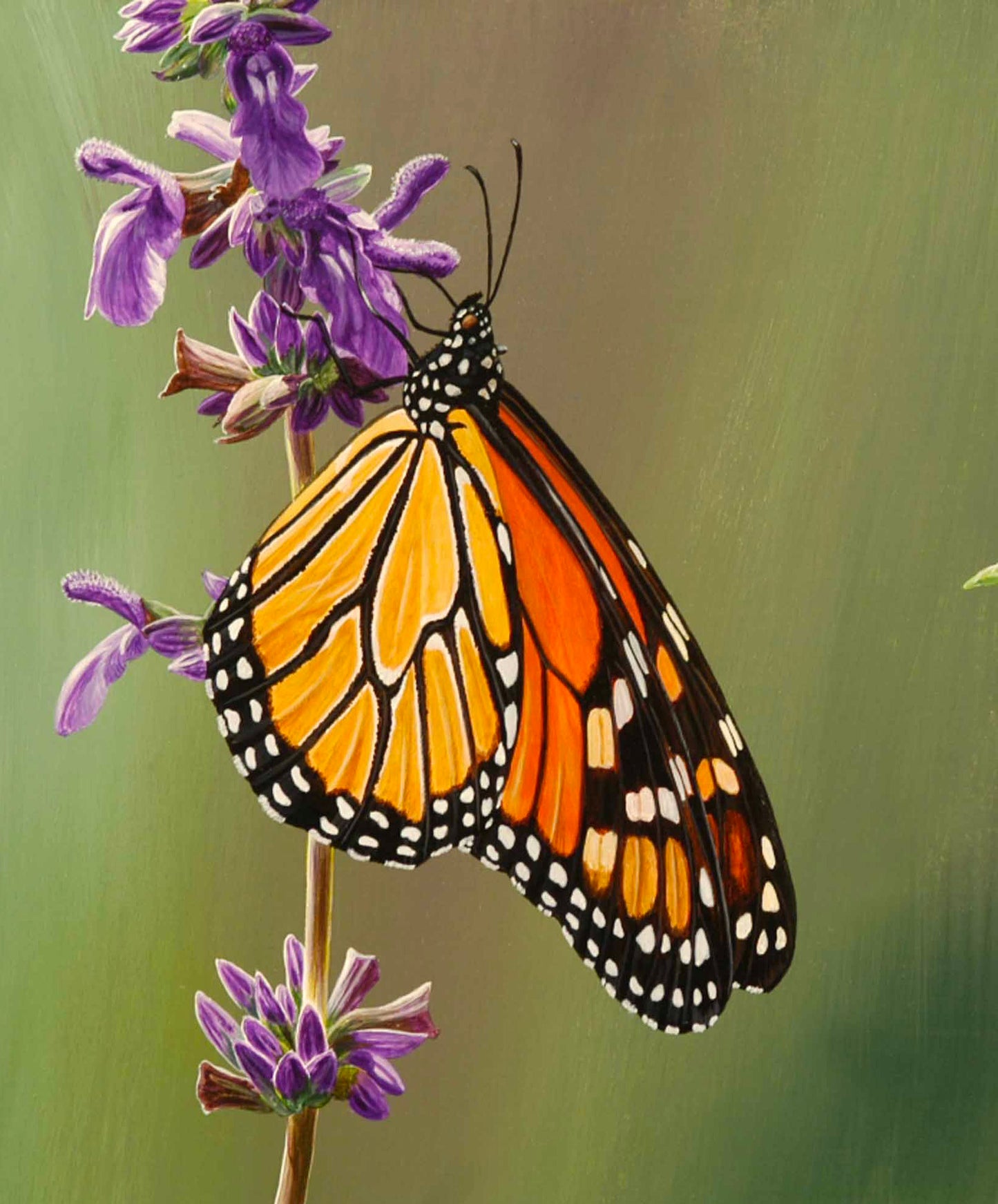 Monarch note cards 5 pack