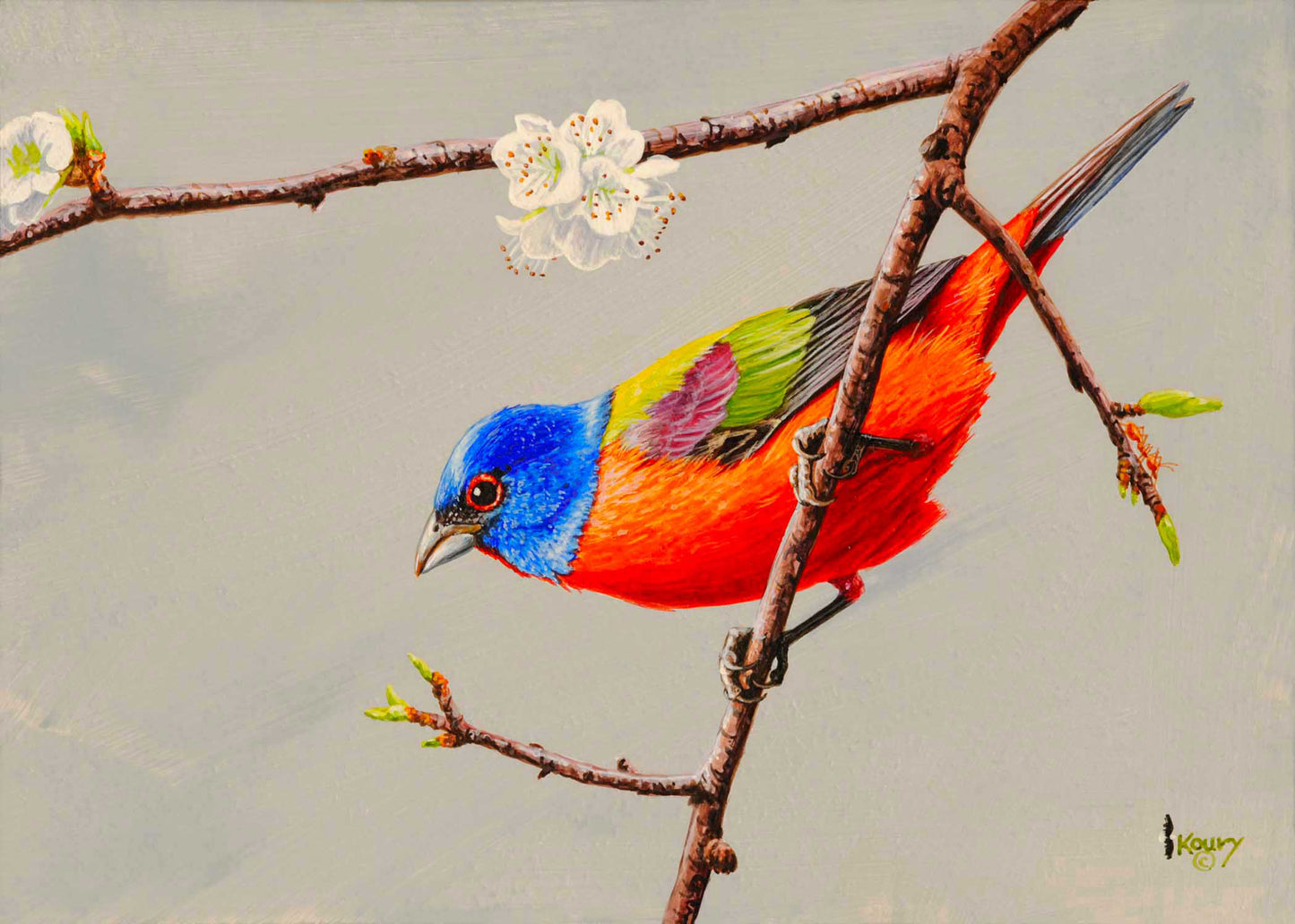 Painted Bunting