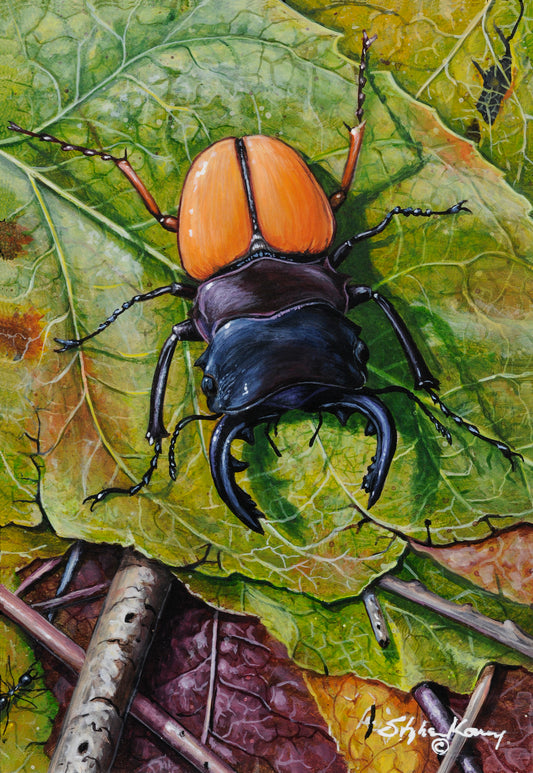 Stag Beetle