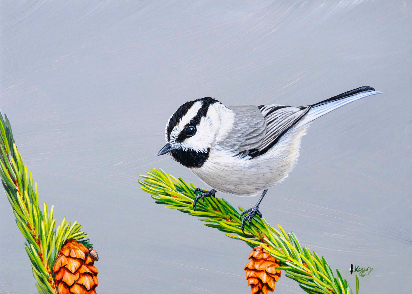 Carolina Chickadee
