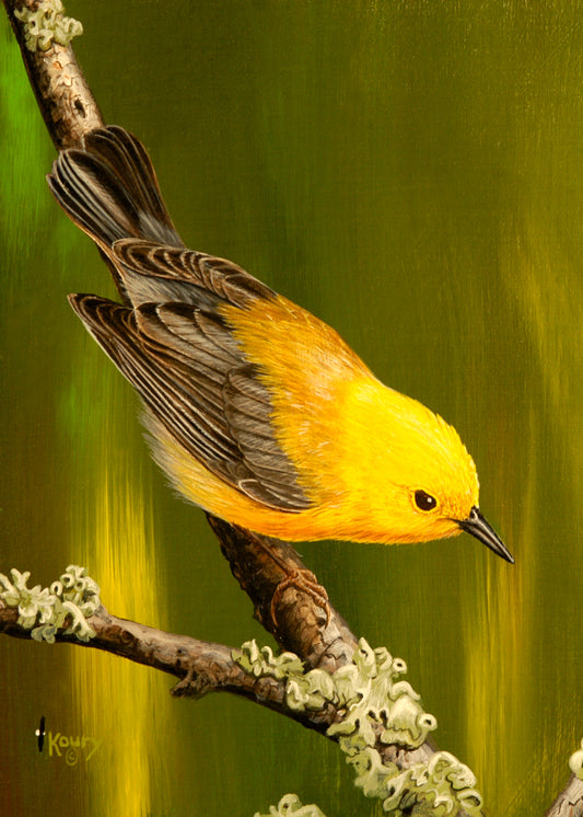 Prothonotary Warbler II