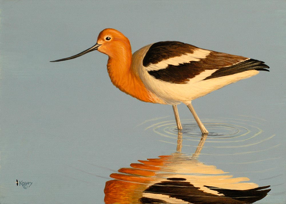 Avocet