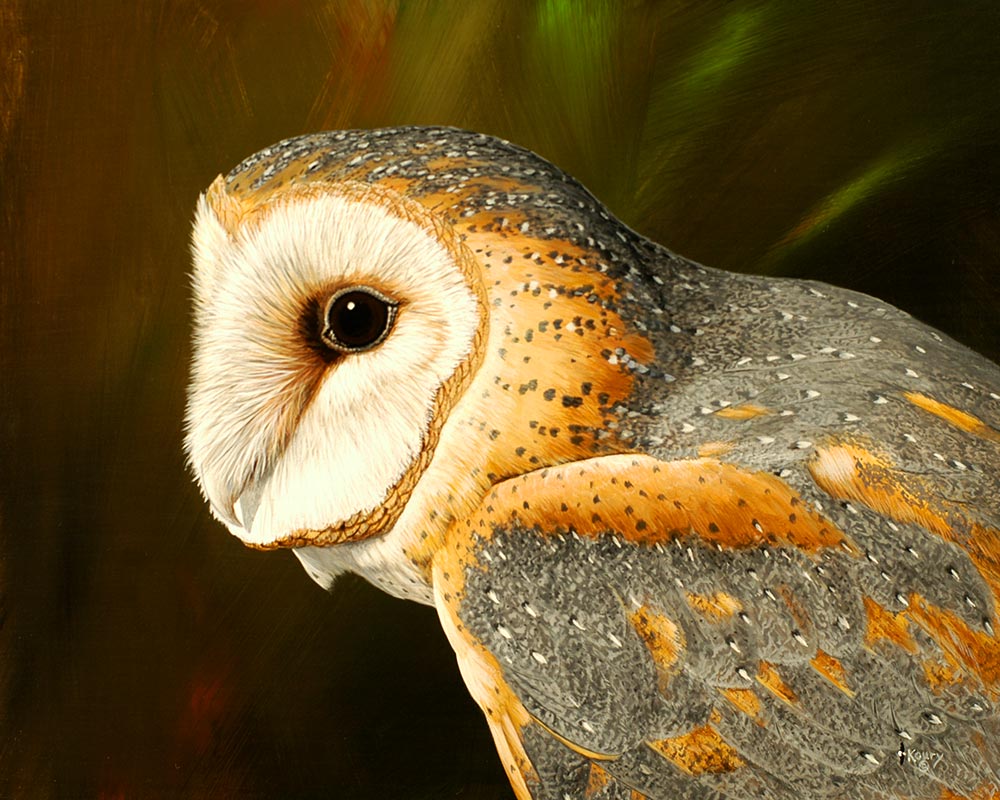 Barn Owl