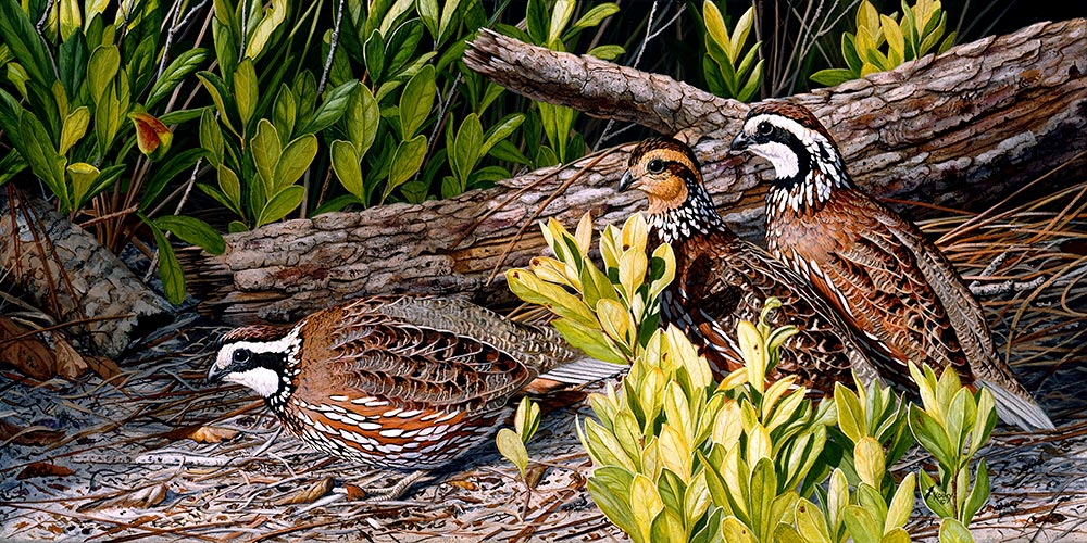 Courting Bobwhites