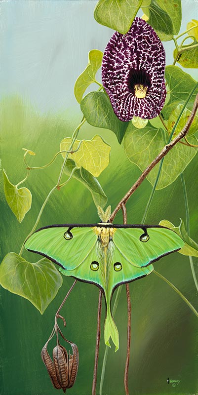 Luna Moth