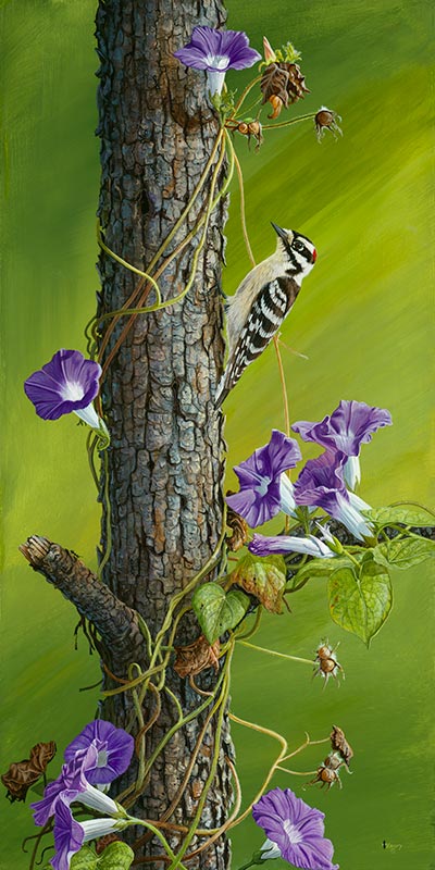 Morning Glory Downey