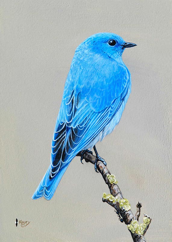 Mountain Bluebird