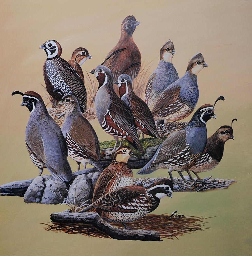 North American Quail