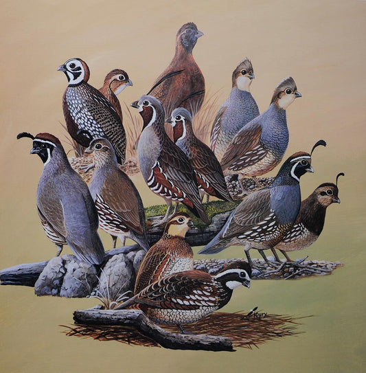 North American Quail