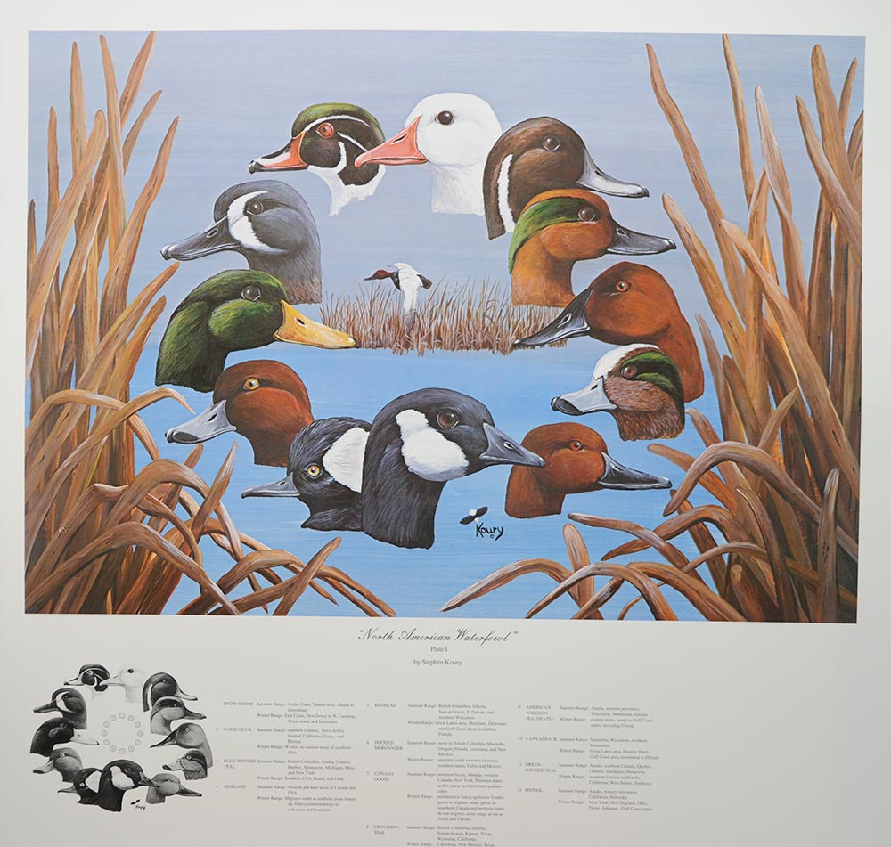 North American Waterfowl