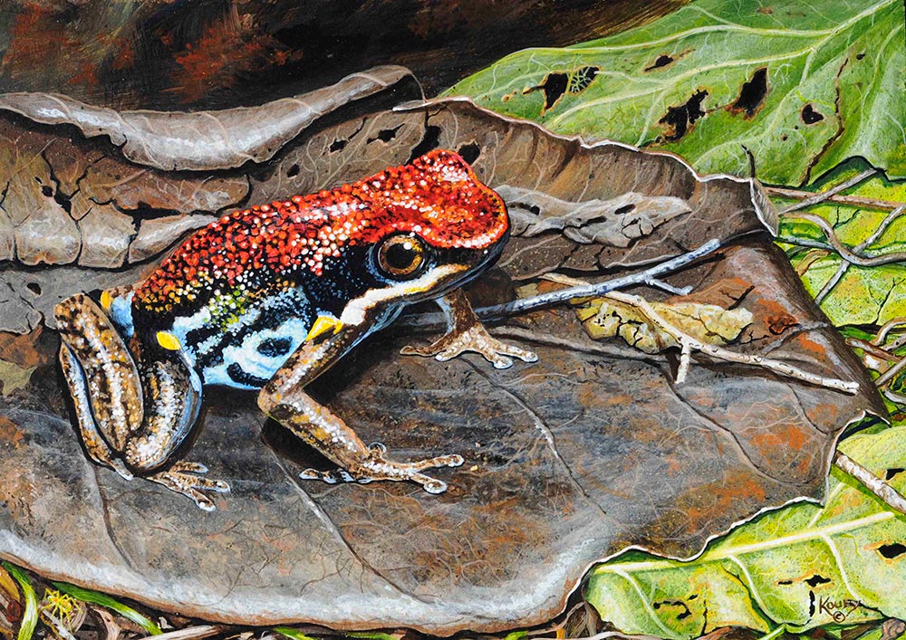 Poison Dart Frog