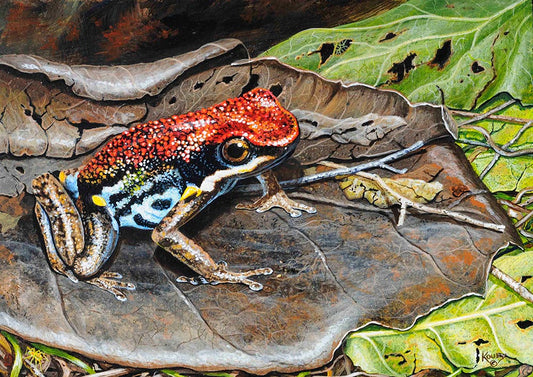 Poison Dart Frog