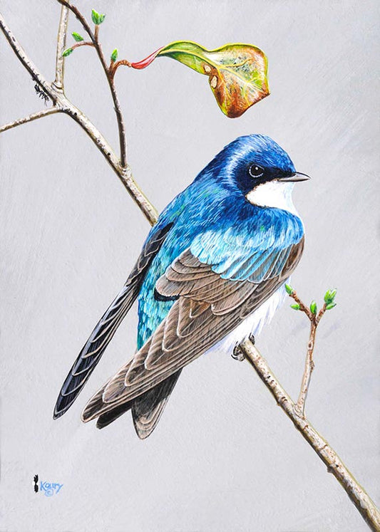 Tree Swallow