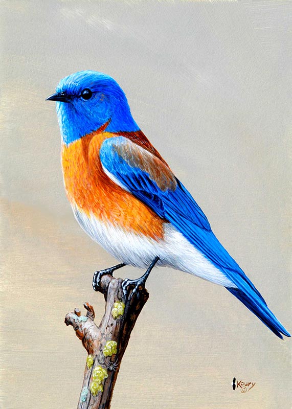 Western Bluebird