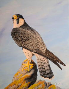 Peregrine Falcon A Painting by Stephen Koury