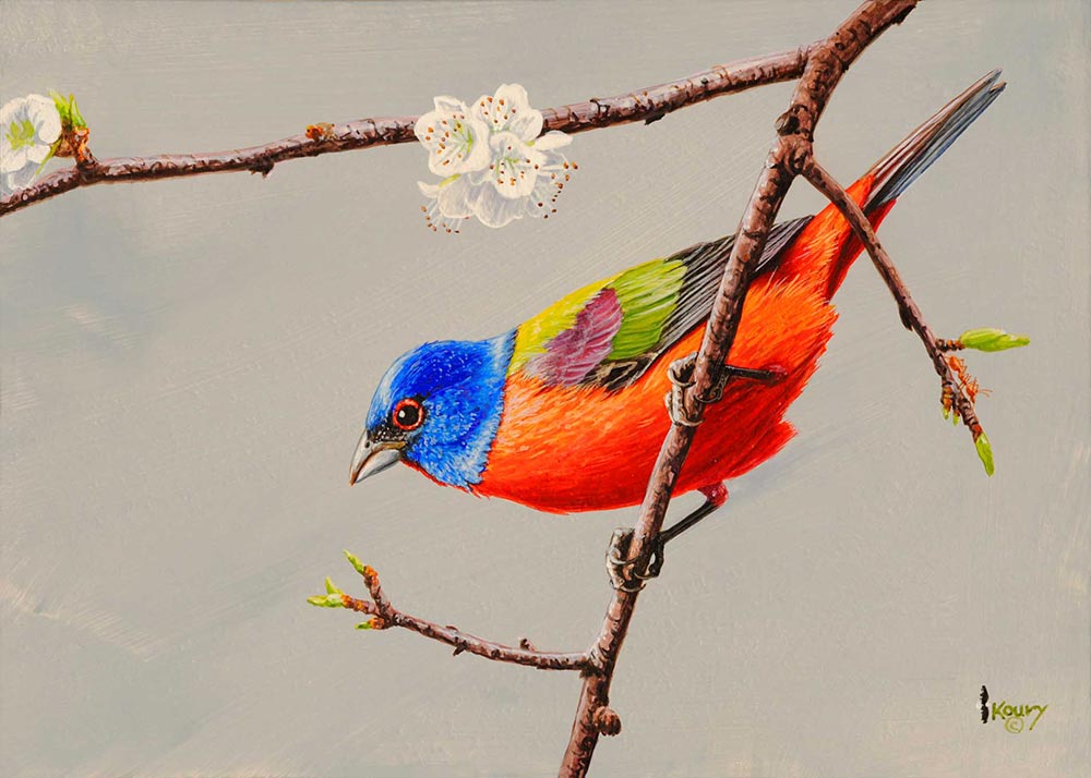 Painted Buntings Galore!