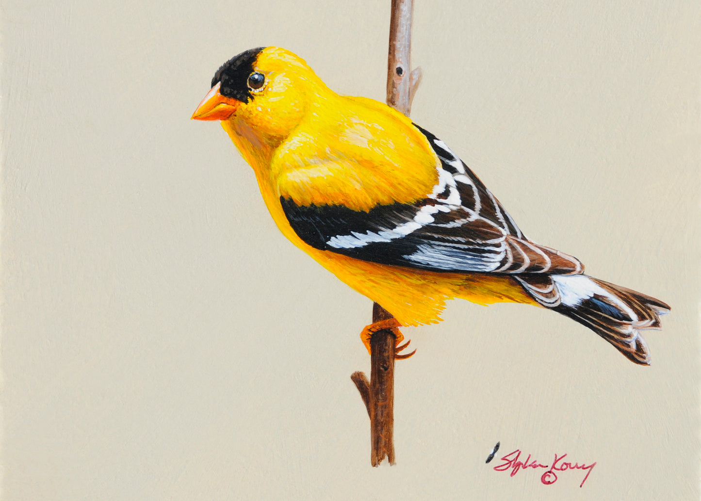 American Goldfinch II