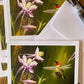 Broadtail at purple Columbine note cards 5 pack
