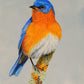 Eastern Bluebird note cards 5 pack