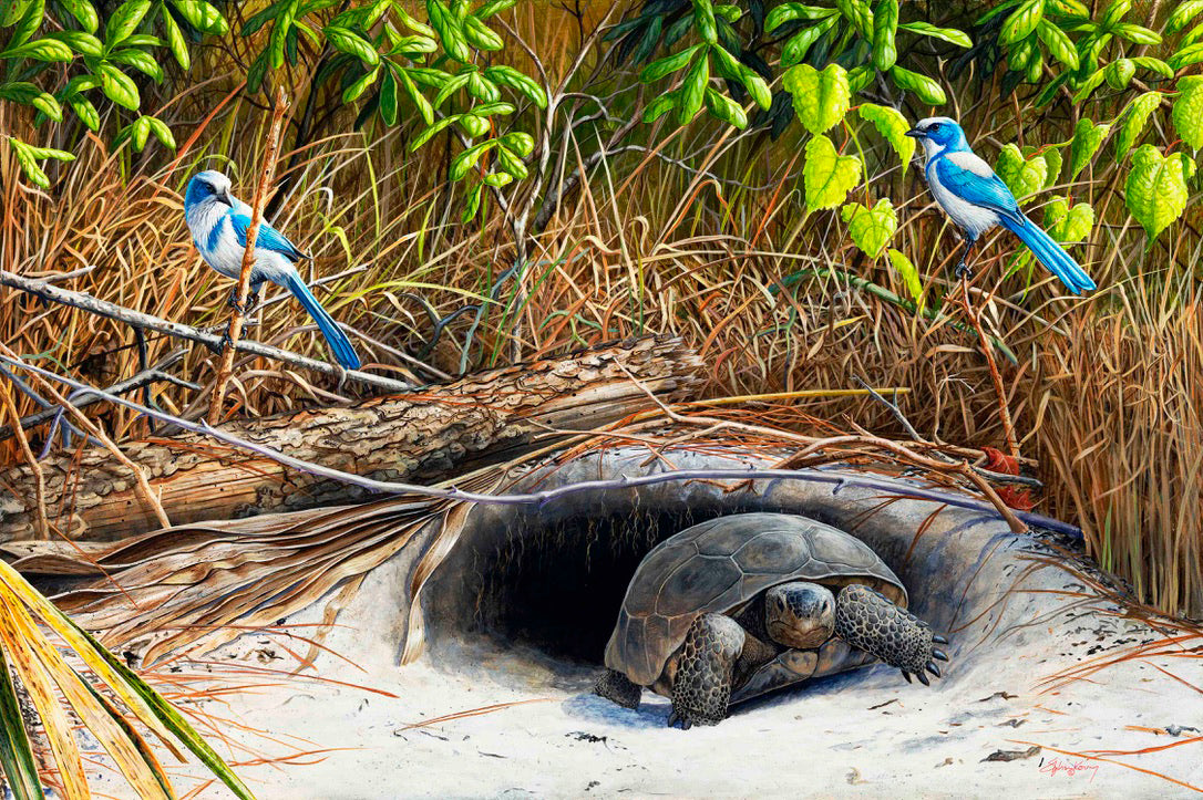 Gopher Turtle Scetch Eureka, Gopher Tortoise – Stephen Koury Fine Art