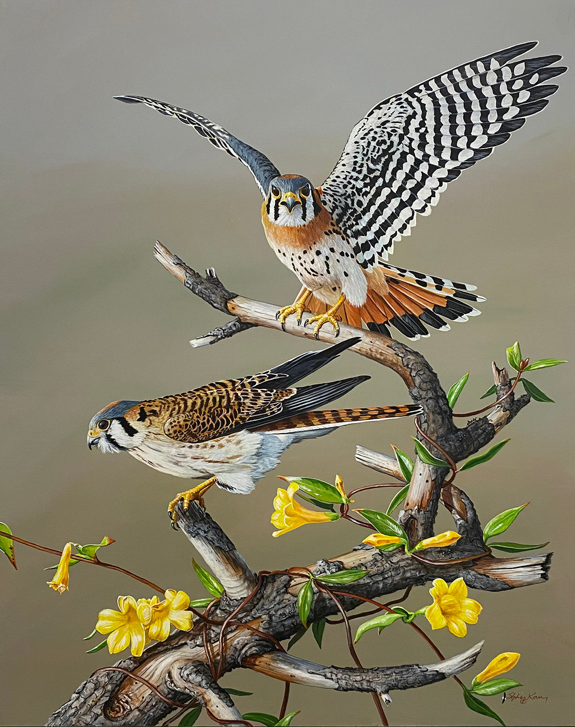 Kestrels and Jessamine