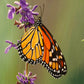 Monarch note cards 5 pack