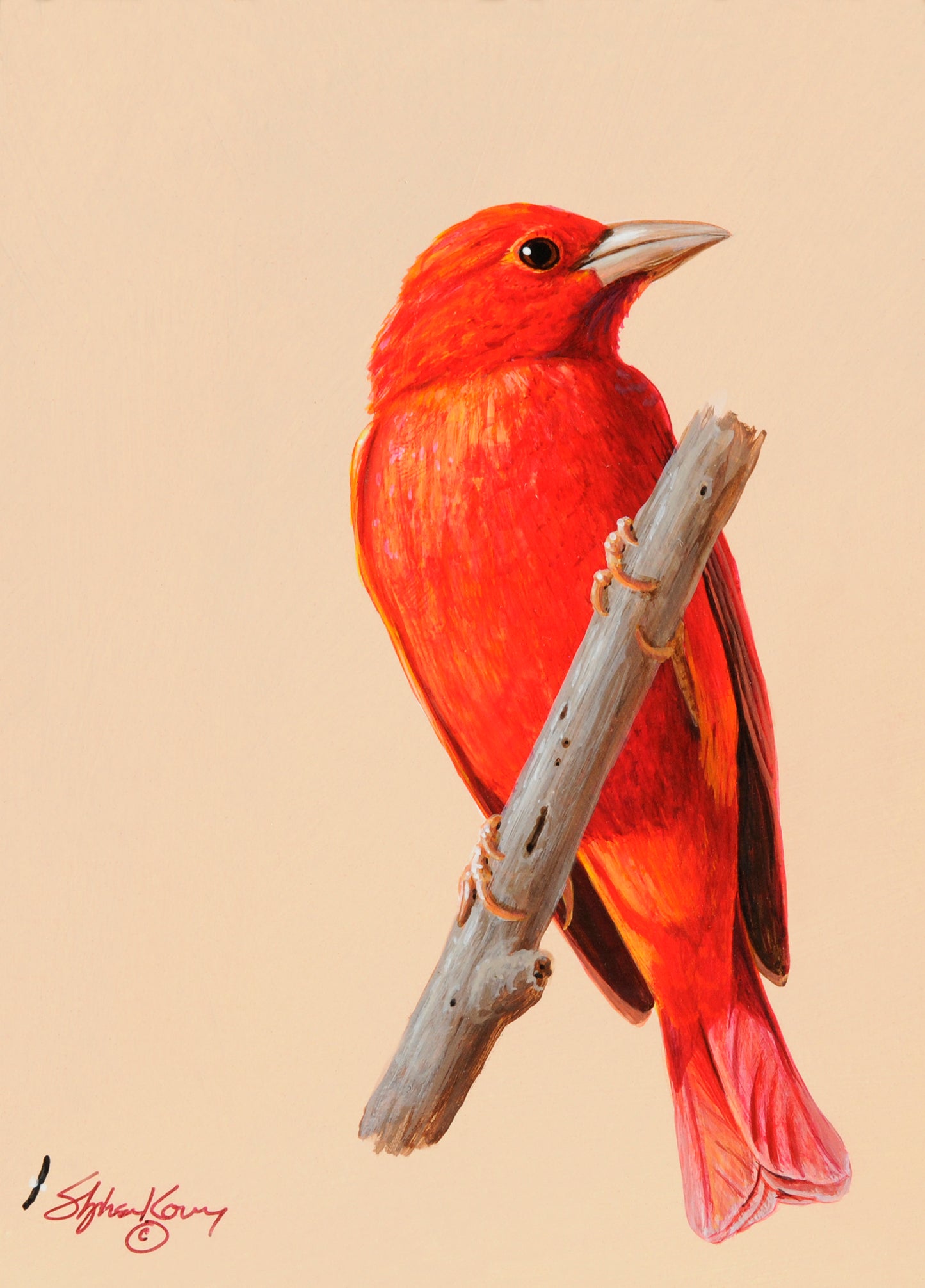 Summer Tanager