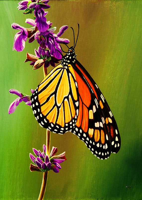 Monarch On Purple Salvia