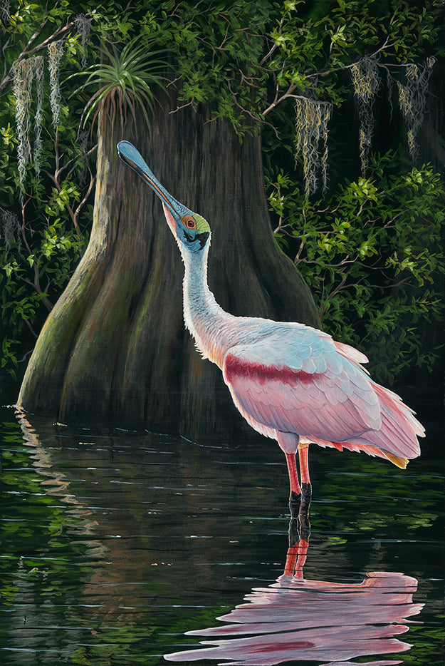 Morning Salute, Roseate Spoonbill