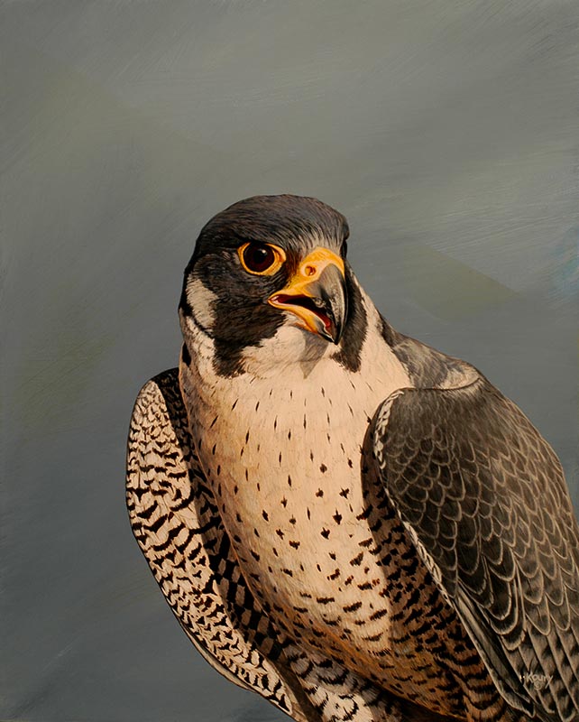 Peregrine