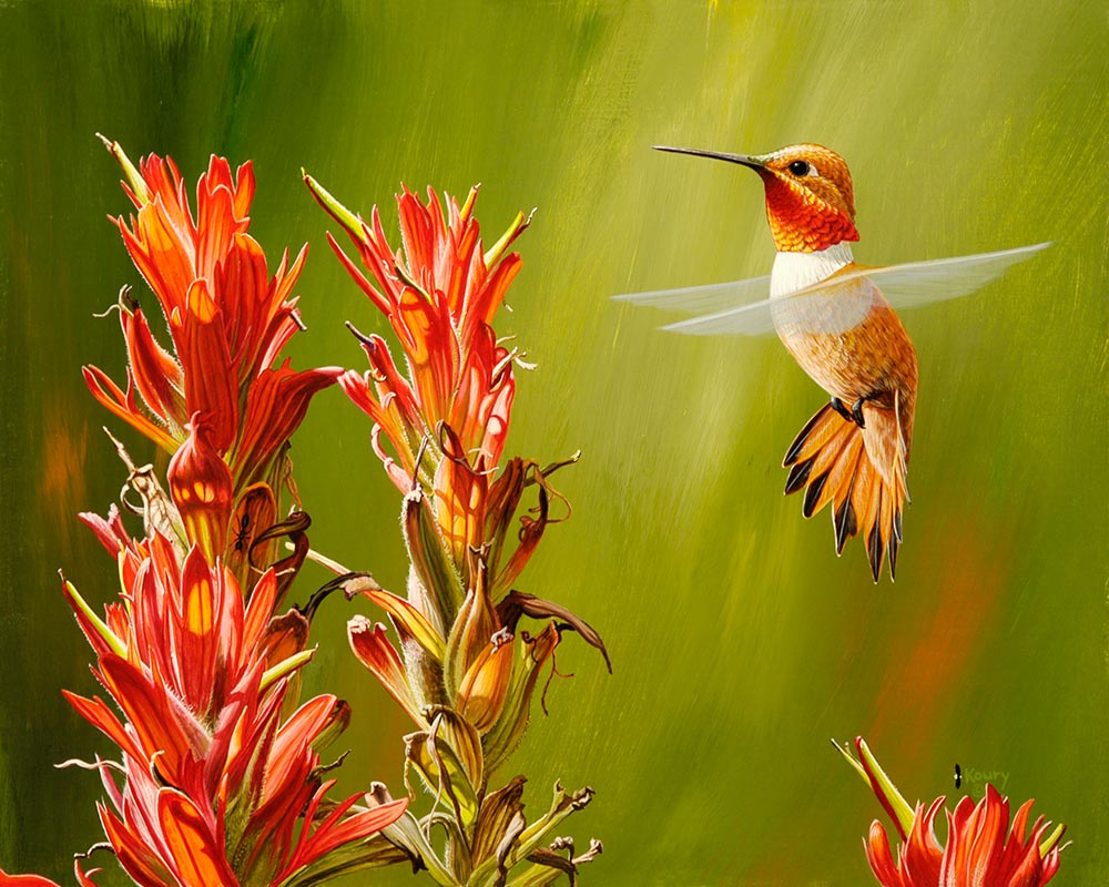 Rufous at Paintbrush