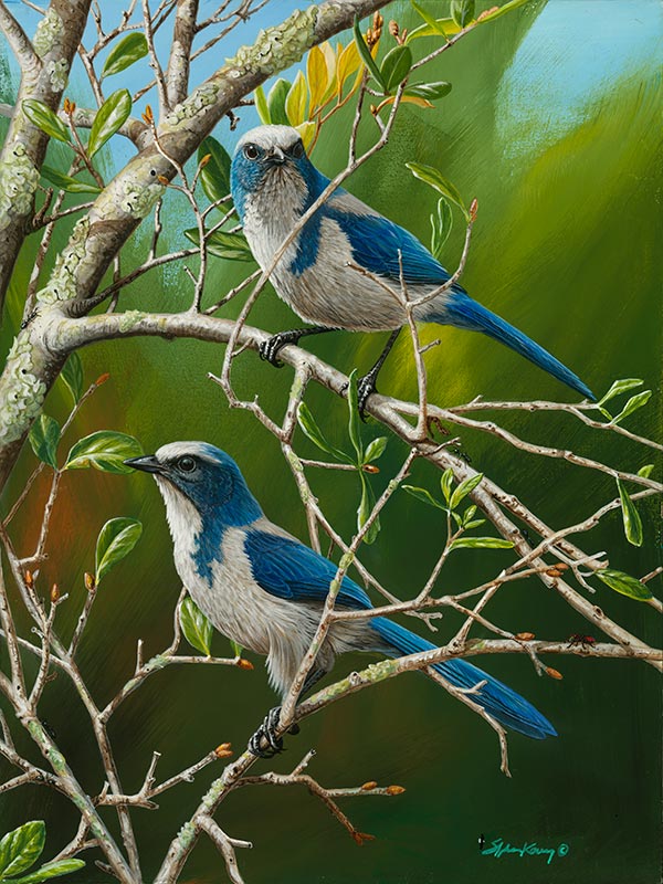 Scrub Jays